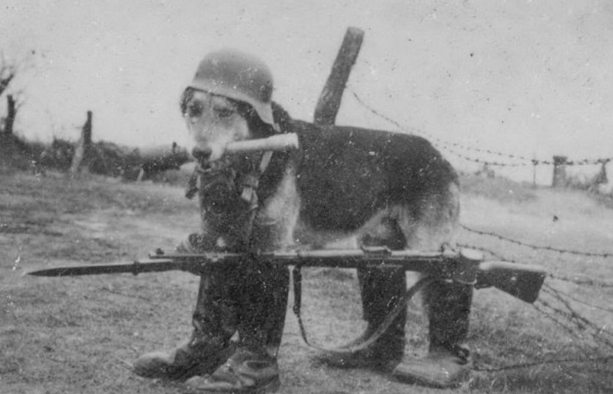 german soldier dog